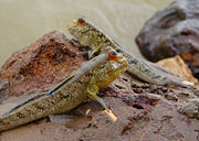 180px-GambianMudskippers